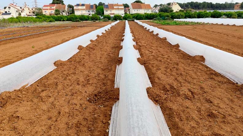 La imagen muestra un campo de cultivo con plástico blanco entre los surcos de tierra.