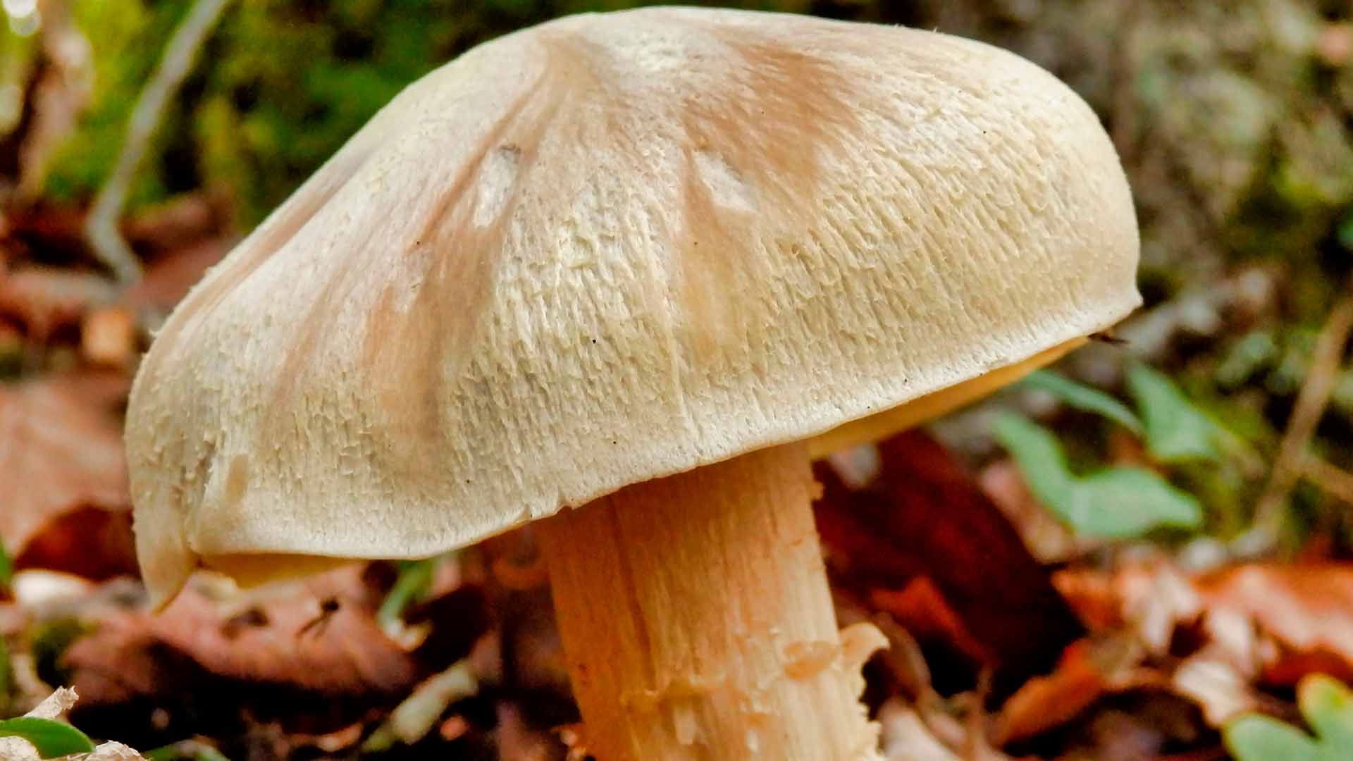 Entoloma sinuatum o Lividum&nbsp;