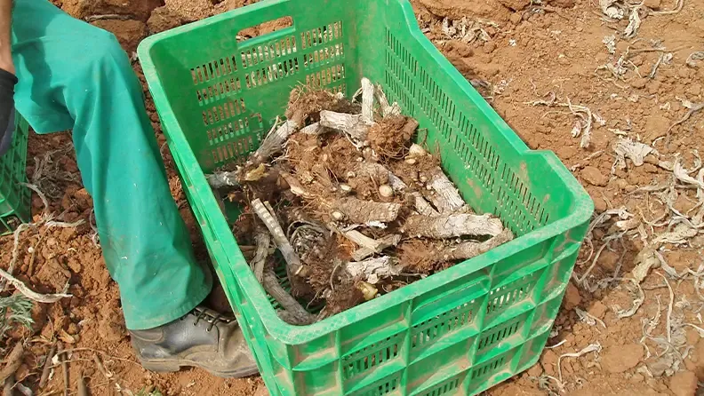 Esquejes de alcachofa Blanca de Tudela en el momento de la plantación.