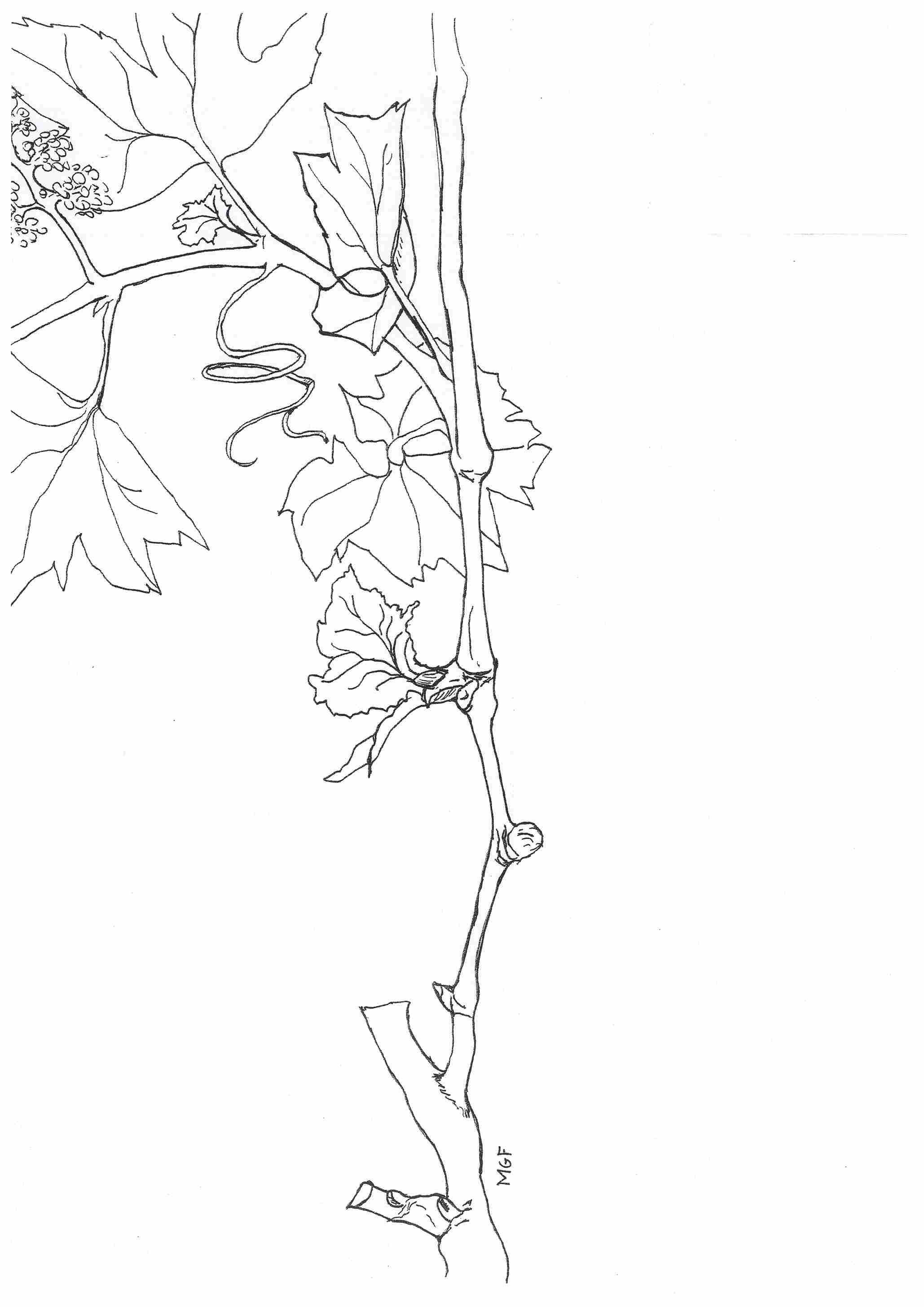 web_Figura1.jpg