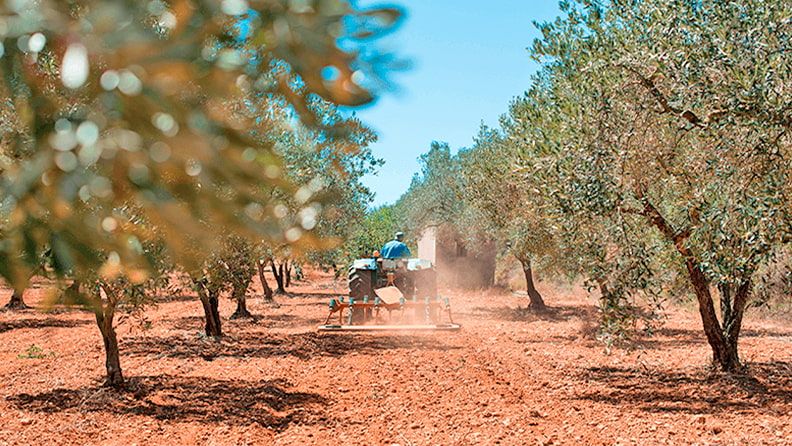 Finca productiva de olivar en la provincia de Jaén. 