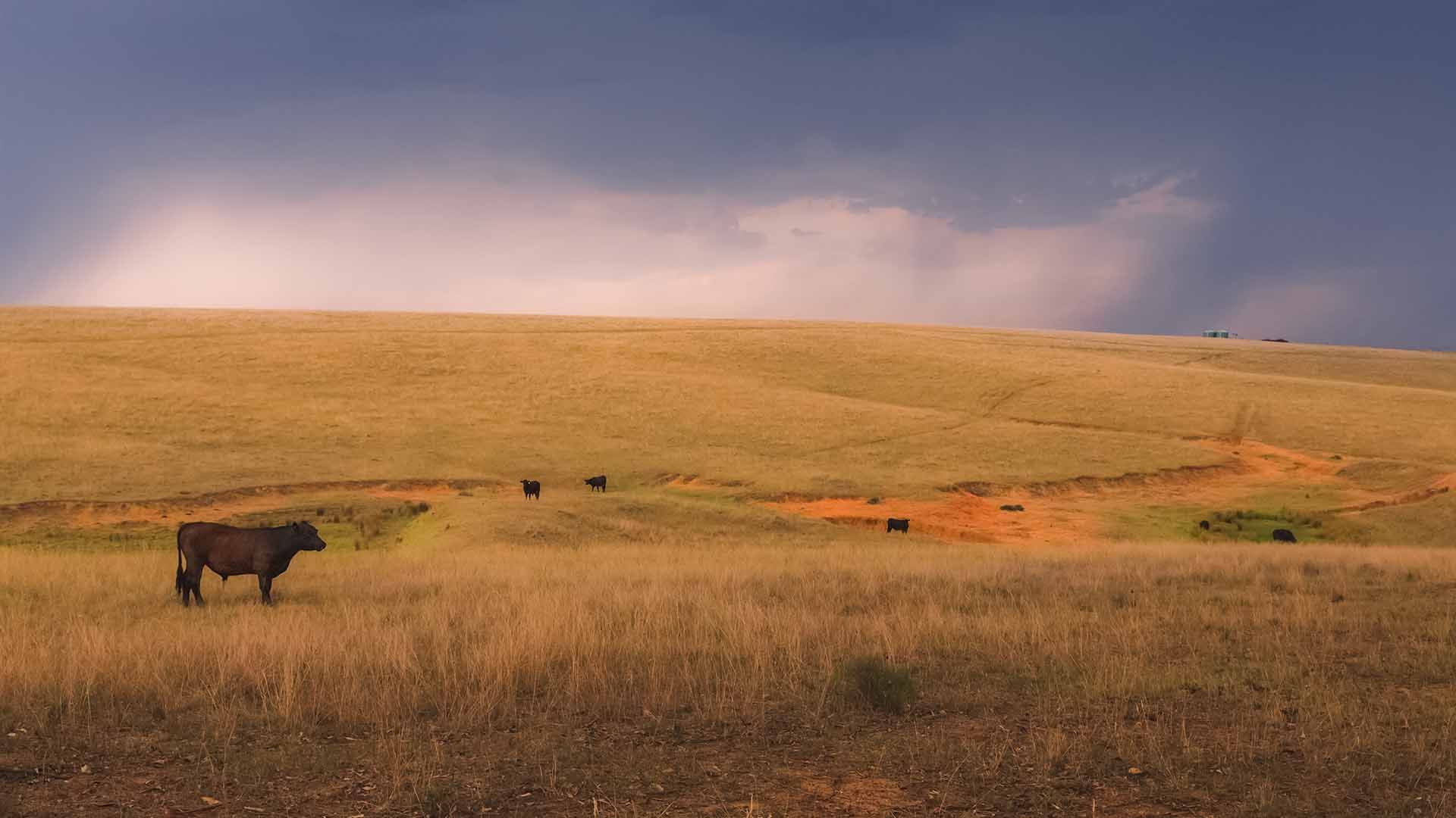 Ganado lechero negro