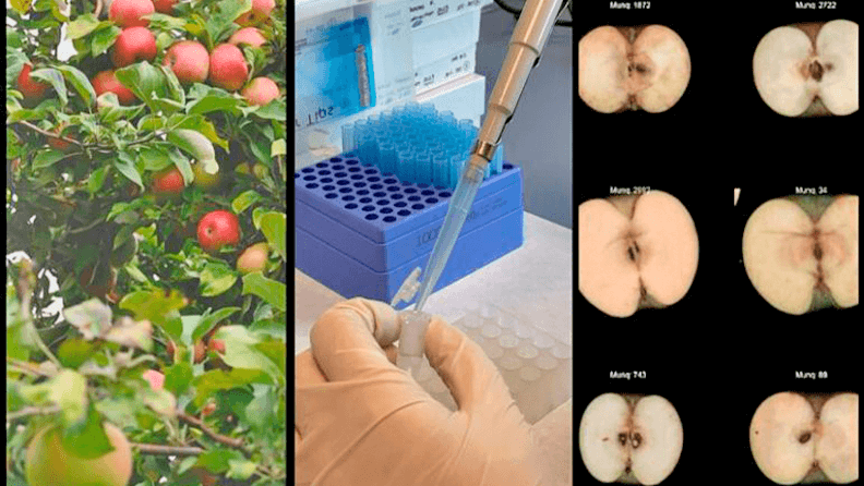 Collage con imagen de manzanas de stock, de pipeteo de ADN y del software GenoDrawing (Crédito: CRAG).