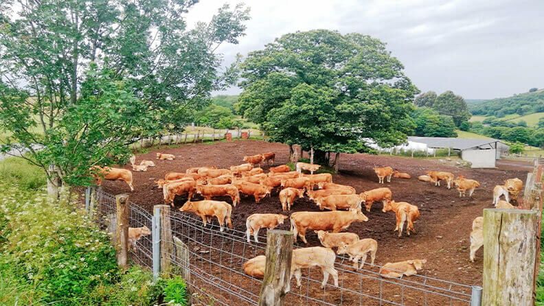 Granja de vacas en Galicia