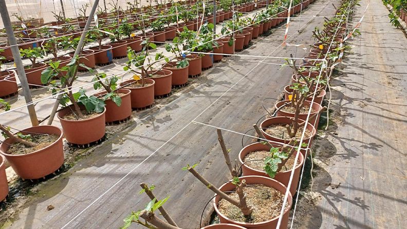 Plantación de higos en la modalidad de superintensivo en Paiporta