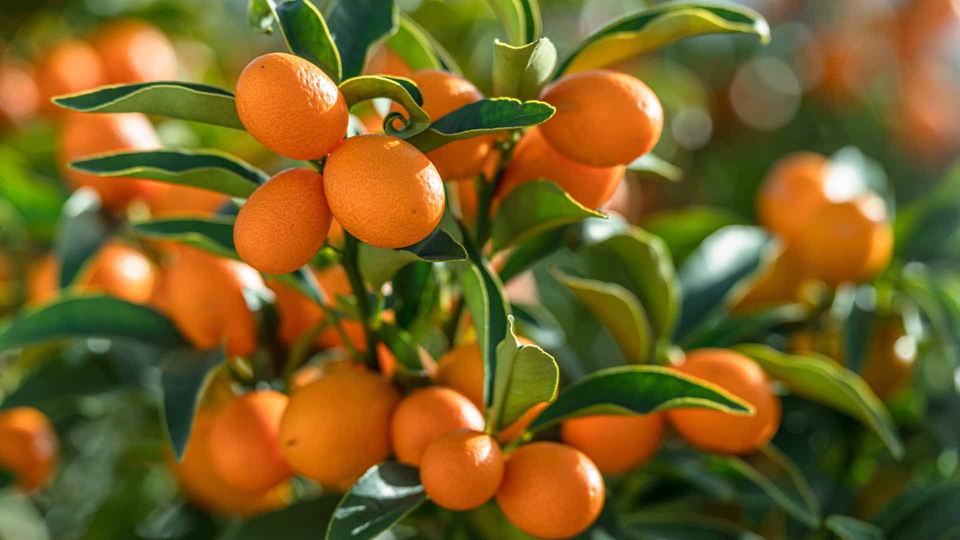Cultivo de kumquat.