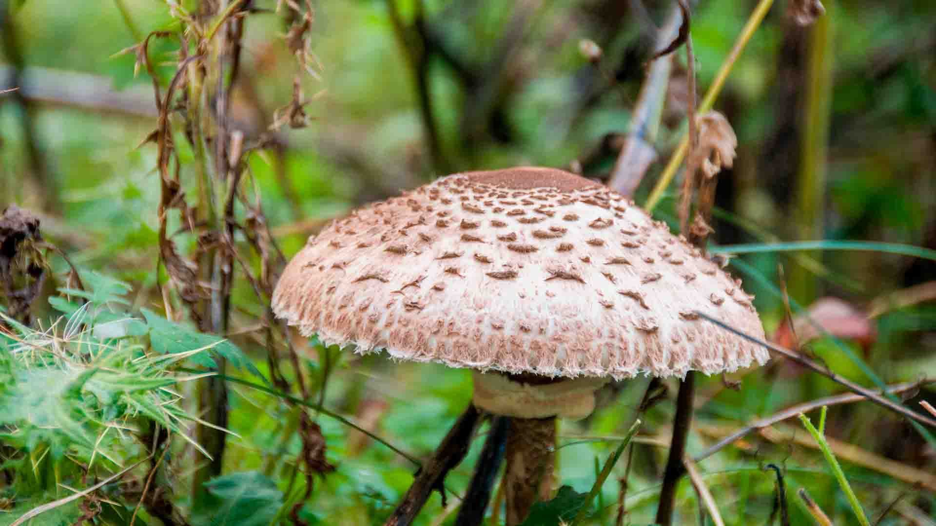 Lepiota brunneoincarnata