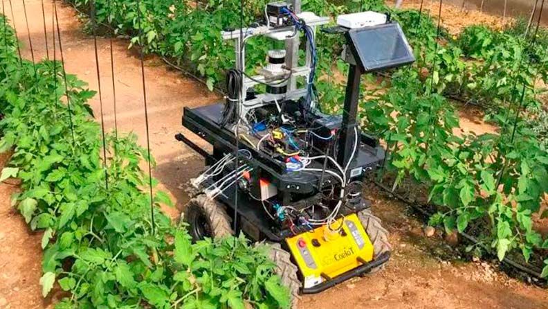Un robot agrícola con tablet en un campo de tomates con cables y sensores.