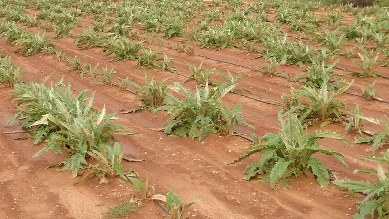 Marras de plantación y falta de homogeneidad en alcachofa de estaca.