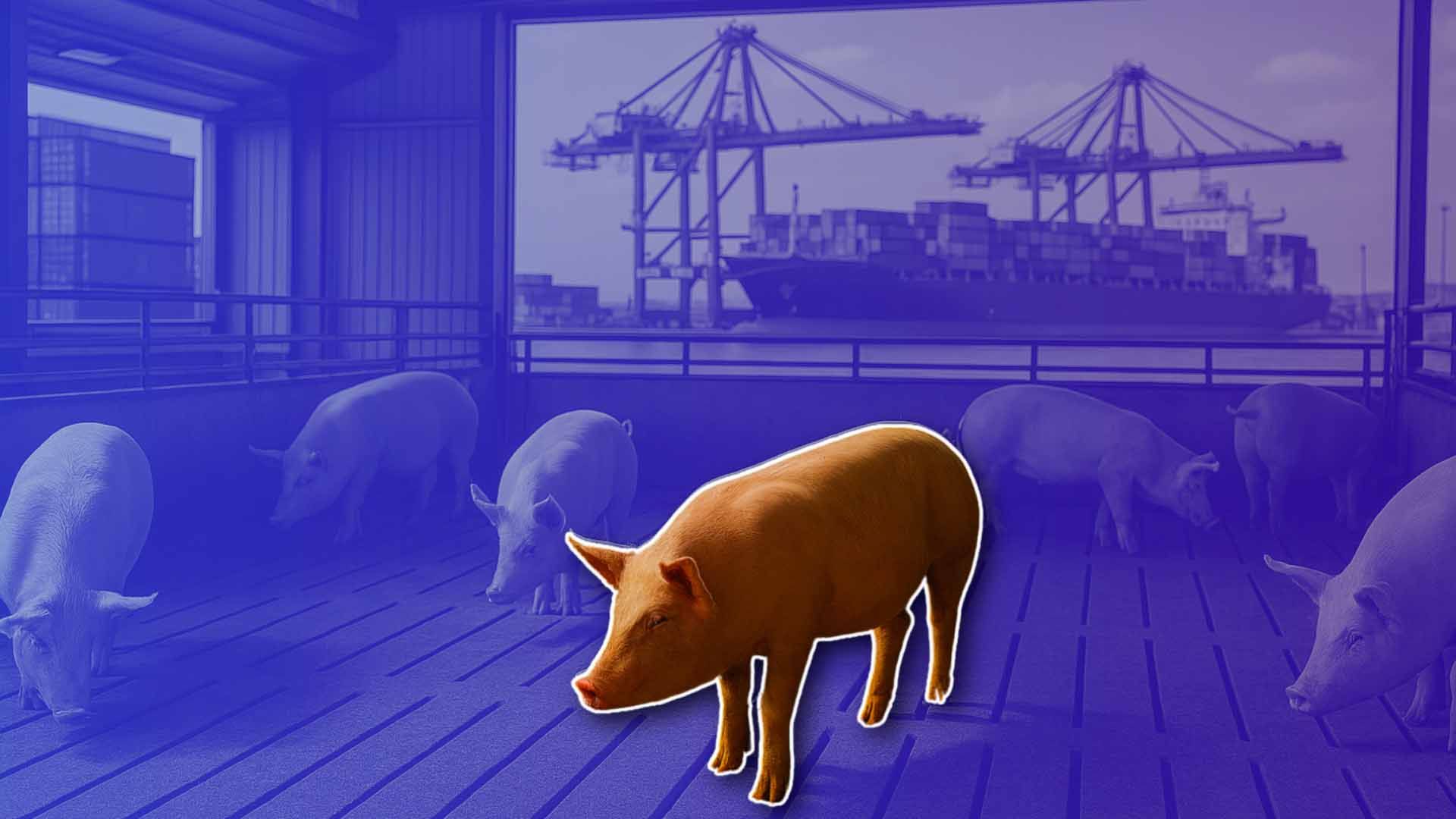 Cerdos en un recinto con un cerdo resaltado en primer plano.