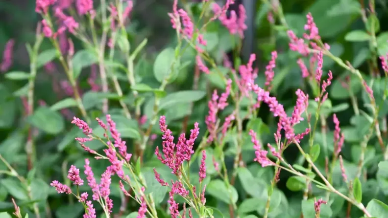 Planta Persicaria tinctoria (índigo).