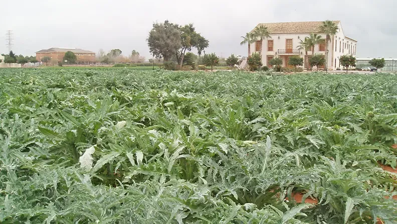 Plantación de alcachofa de semilla en el Centro de Experiencias de Cajamar en Paiporta.