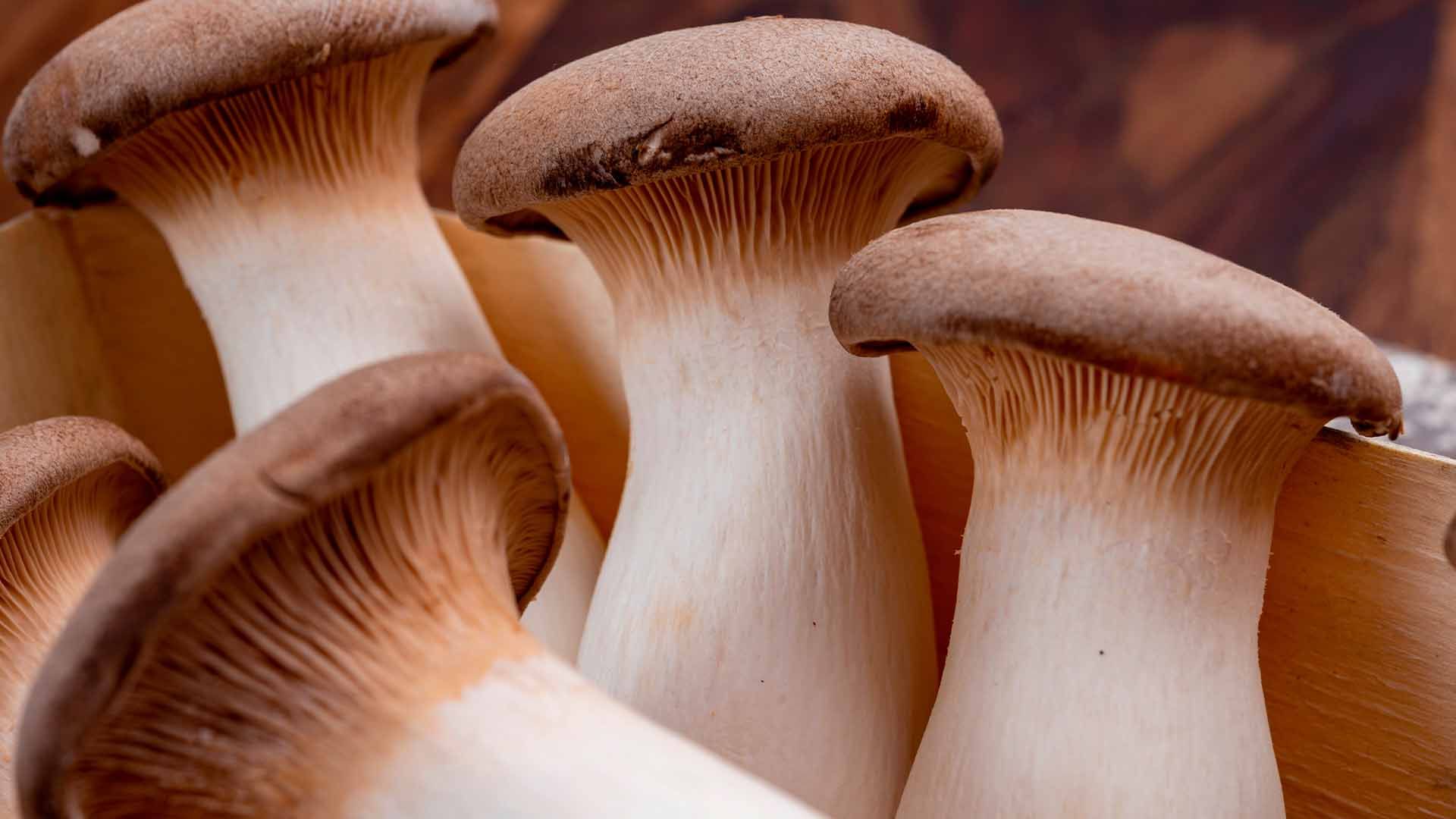 Pleurotus eryngii