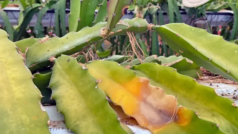 Podredumbre en pitaya.