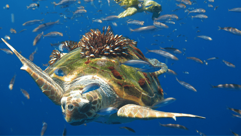 Tortugas marinas.