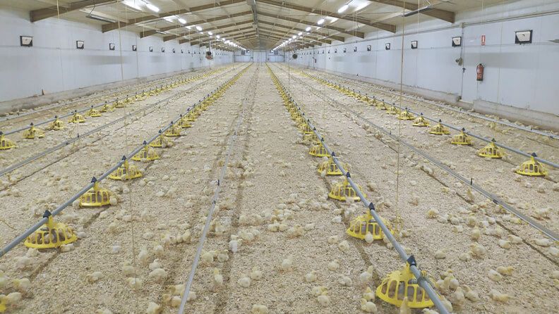 Sistema de calefacción infrarroja de la empresa AVIR en una granja avícola