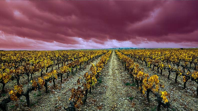 Un paisaje de viñedo tradicional, amplio, pero bajo un cielo gris o tormentoso.