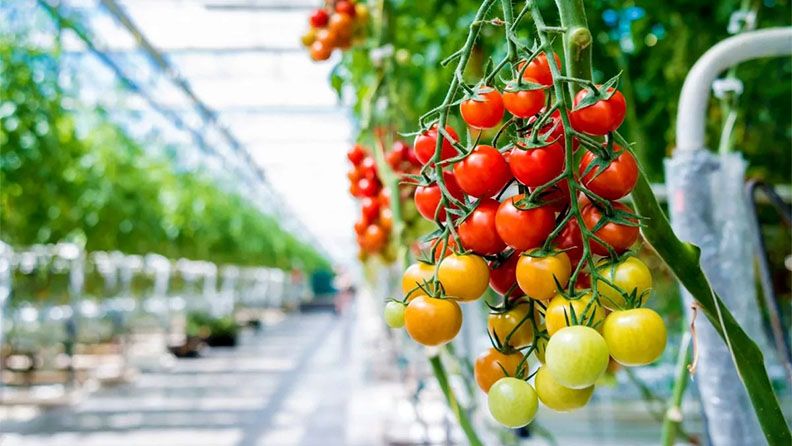 Tomates en un invernadero, en diferentes etapas de maduración.