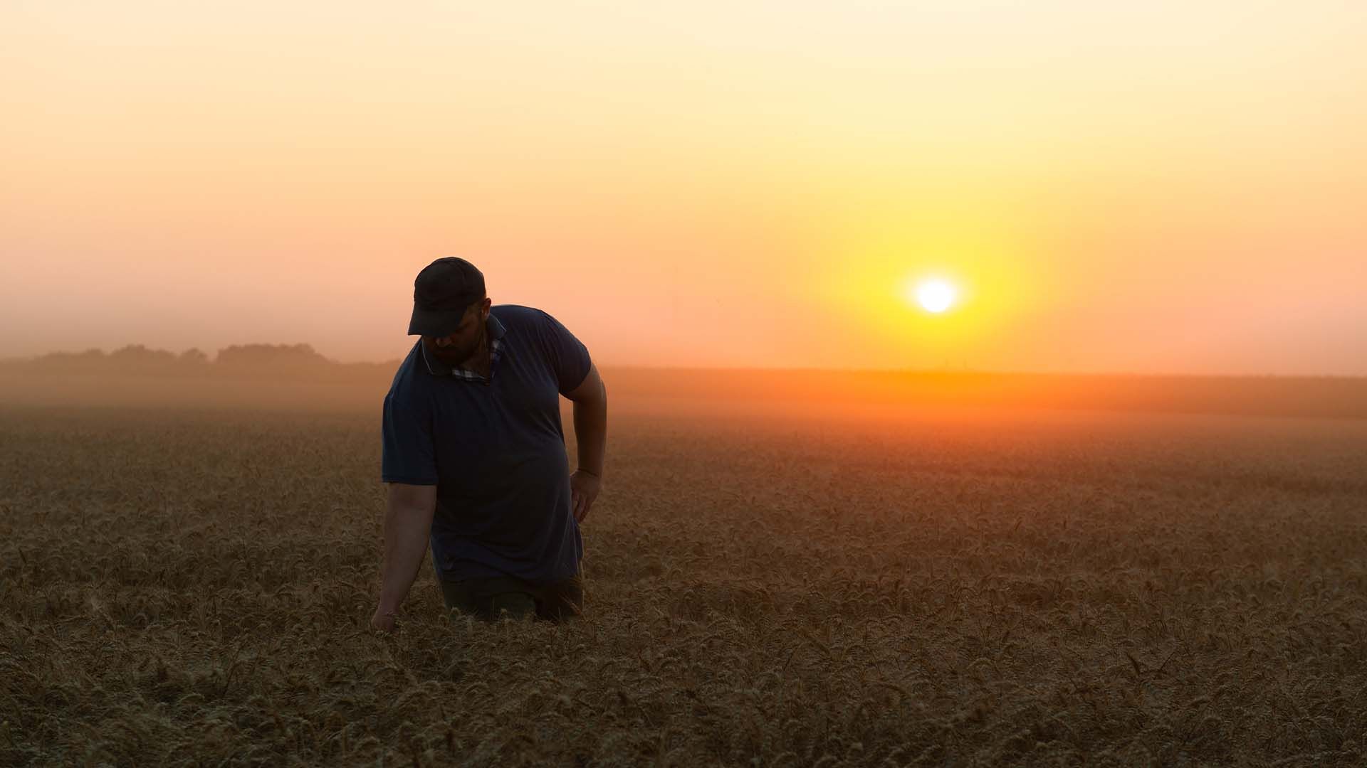 Un agricultor inspecciona un campo de trigo al amanecer en verano.