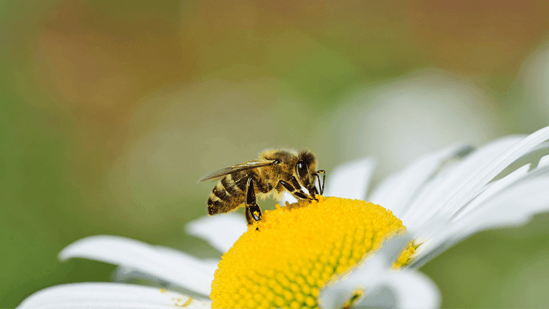 Abeja 