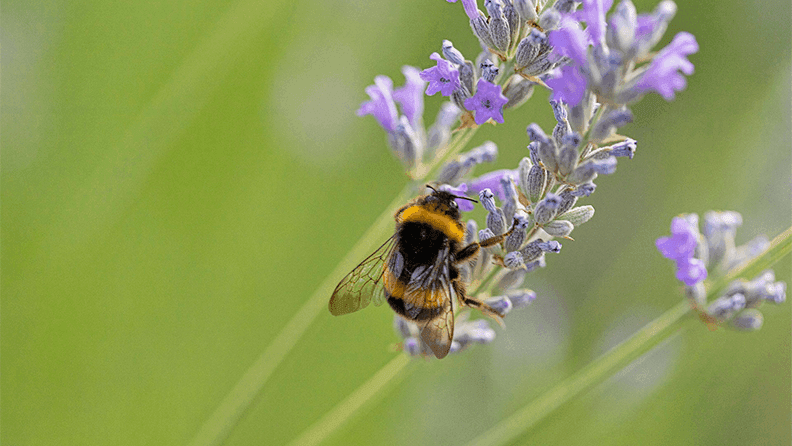 Abeja 