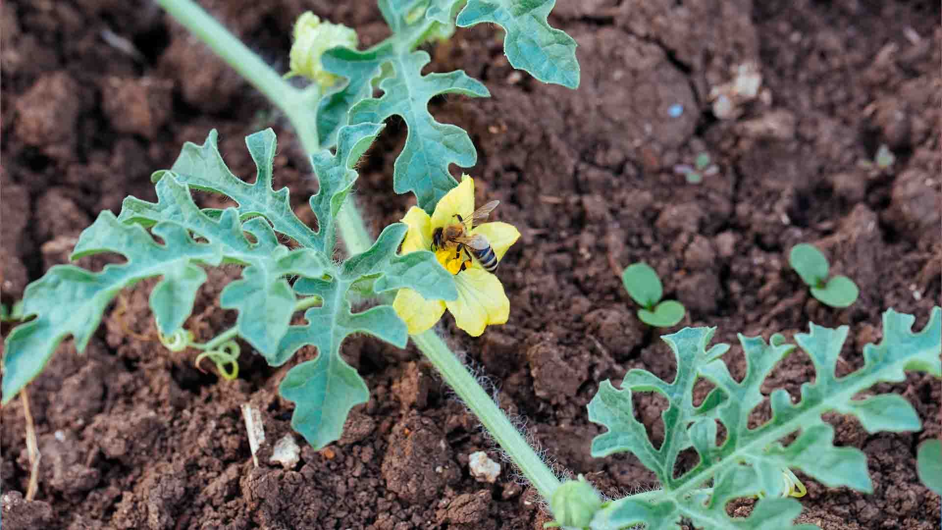 Una planta de sandía con una abeja dentro de una de sus flores.
