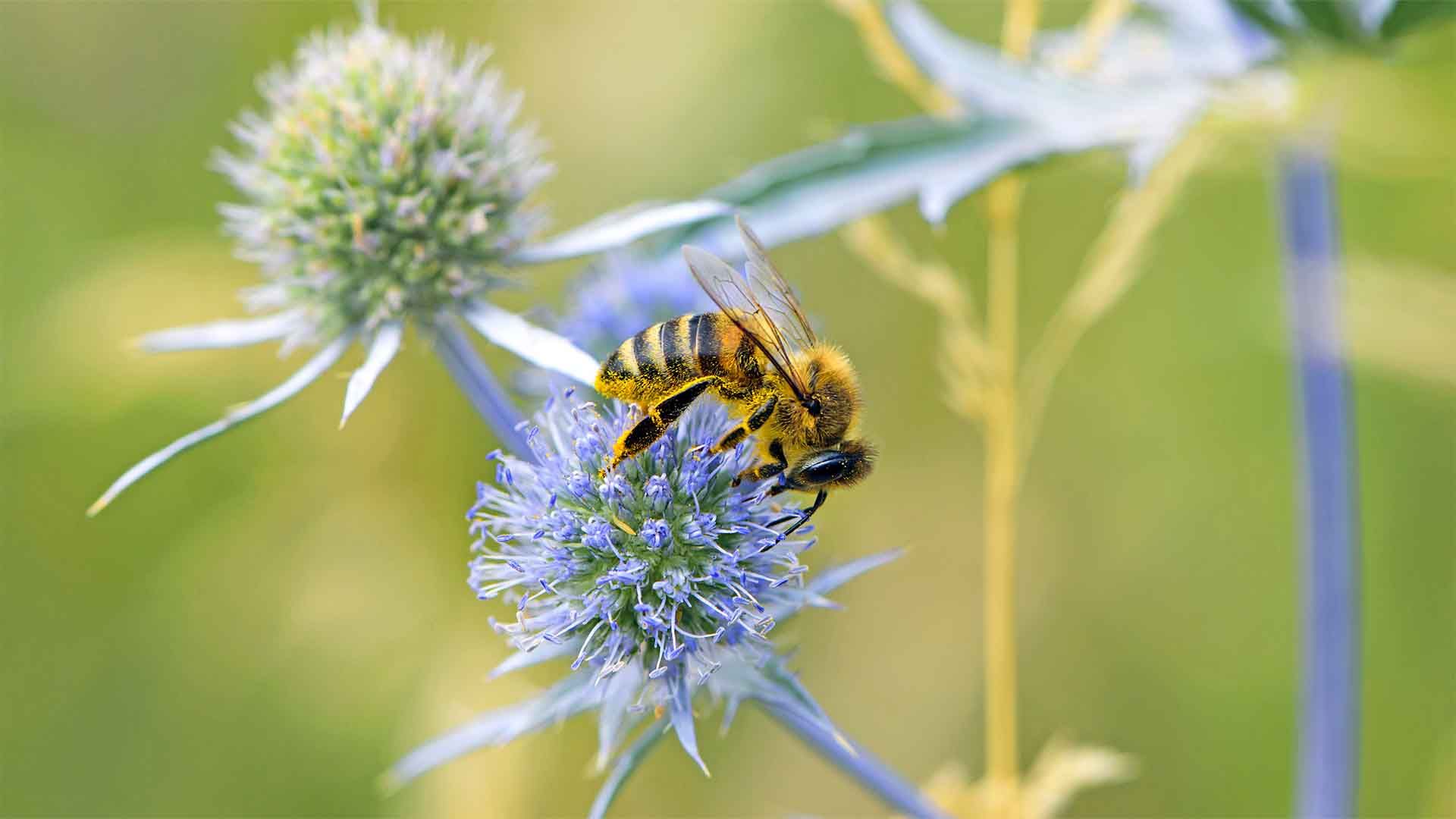 Abeja recolectando néctar de una flor silvestre.