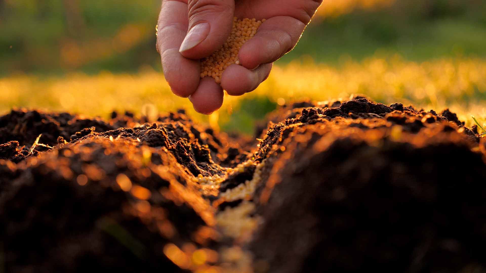 Primer plano de un productor abonando el cultivo.