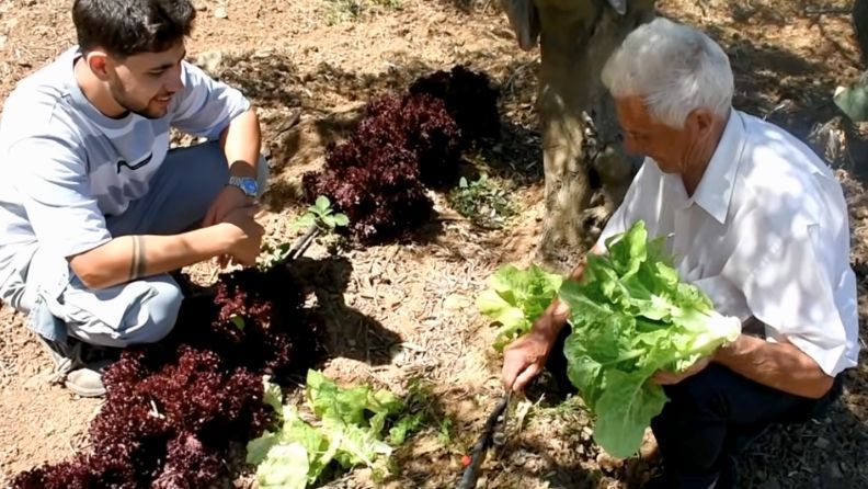 Un hombre y un anciano trabajan en el jardín, cultivando lechuga.