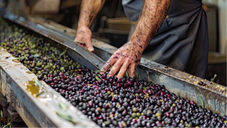 Manos seleccionando aceitunas verdes y negras en la cinta de una almazara española