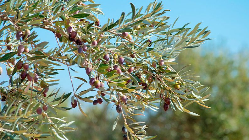 Aceitunas madurando en olivar
