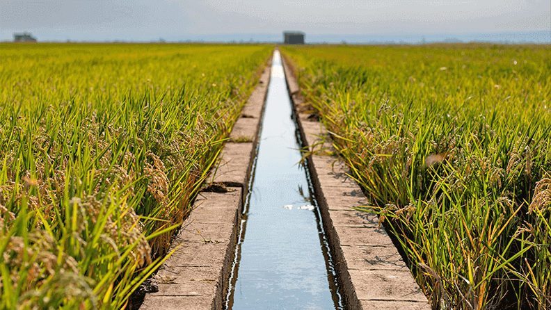 Acequia de riego en un campo de arroz en la Albufera de Valencia, España