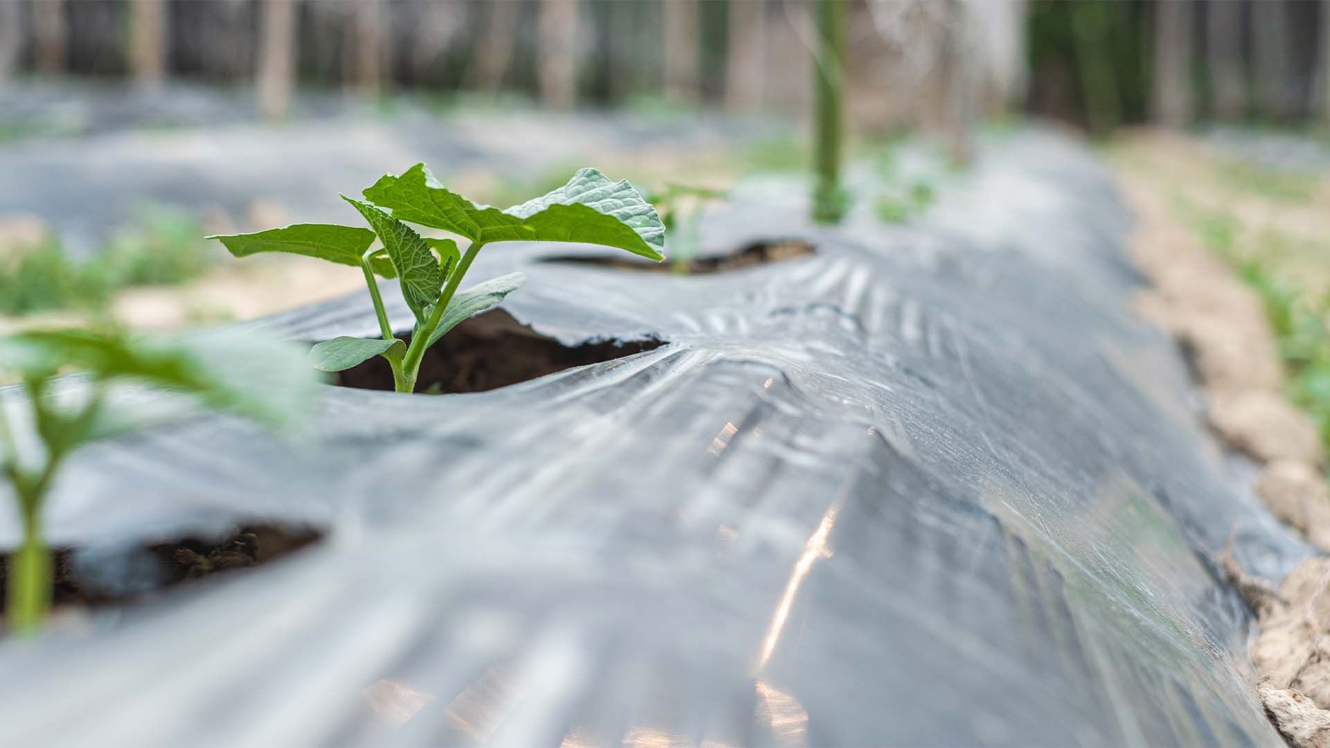 Hilera de plantas con plástico o película de acolchado en agricultura.
