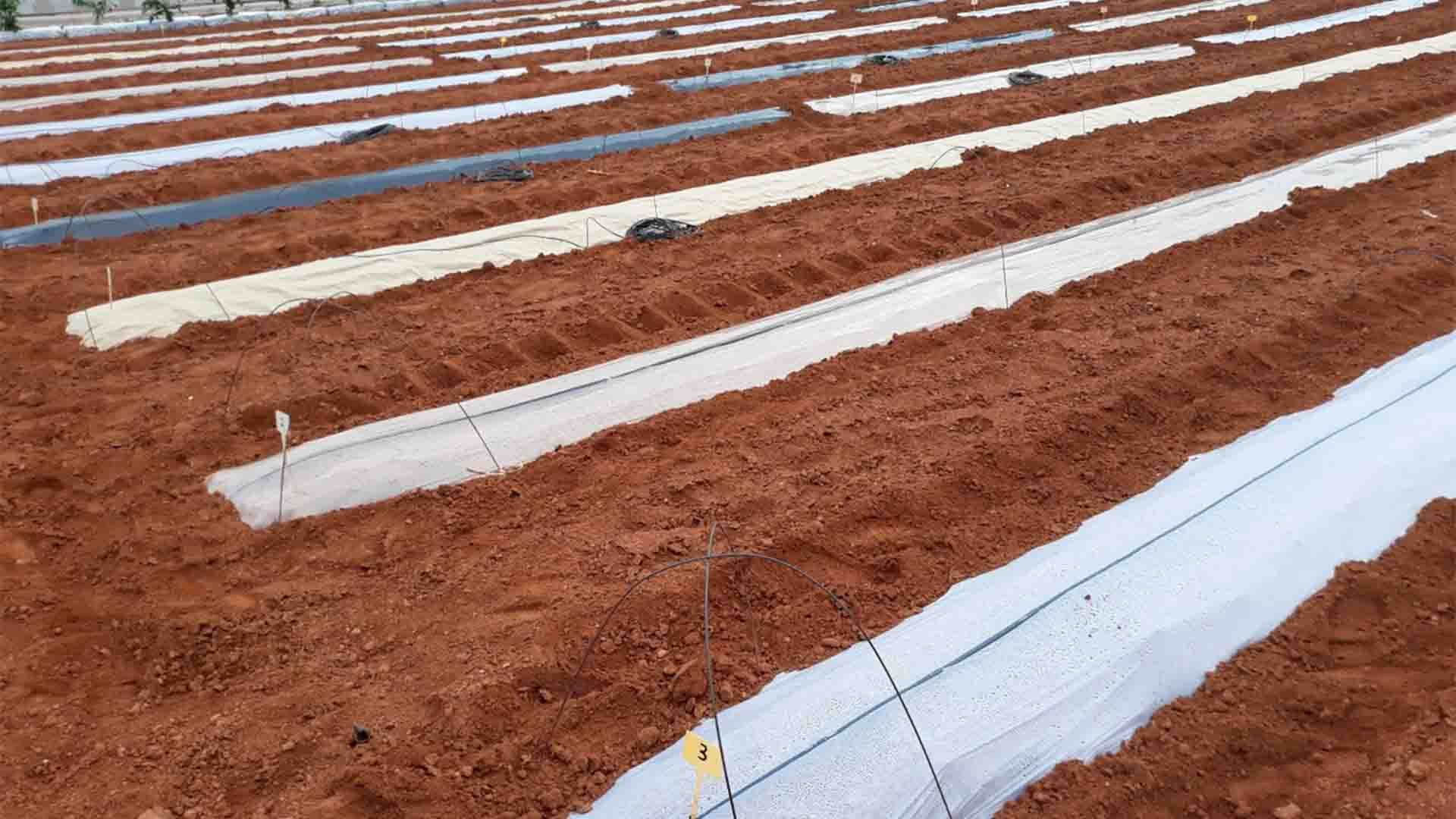 Estudio de diferentes plásticos de acolchado biodegradables para horticultura al aire libre en el Centro de Experiencias Cajamar.