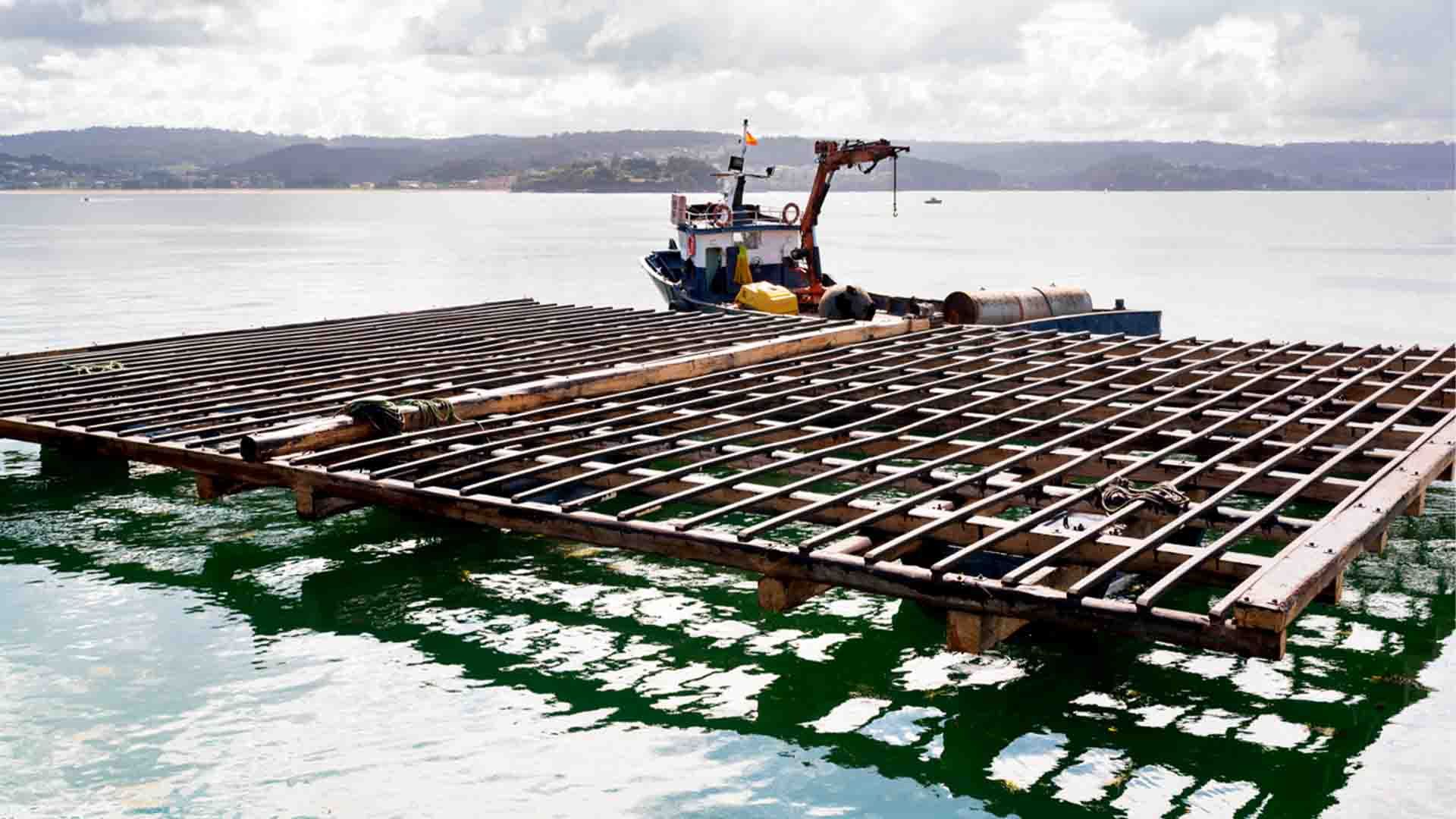 Balsas de acuicultura para criaderos de mejillones en Galicia