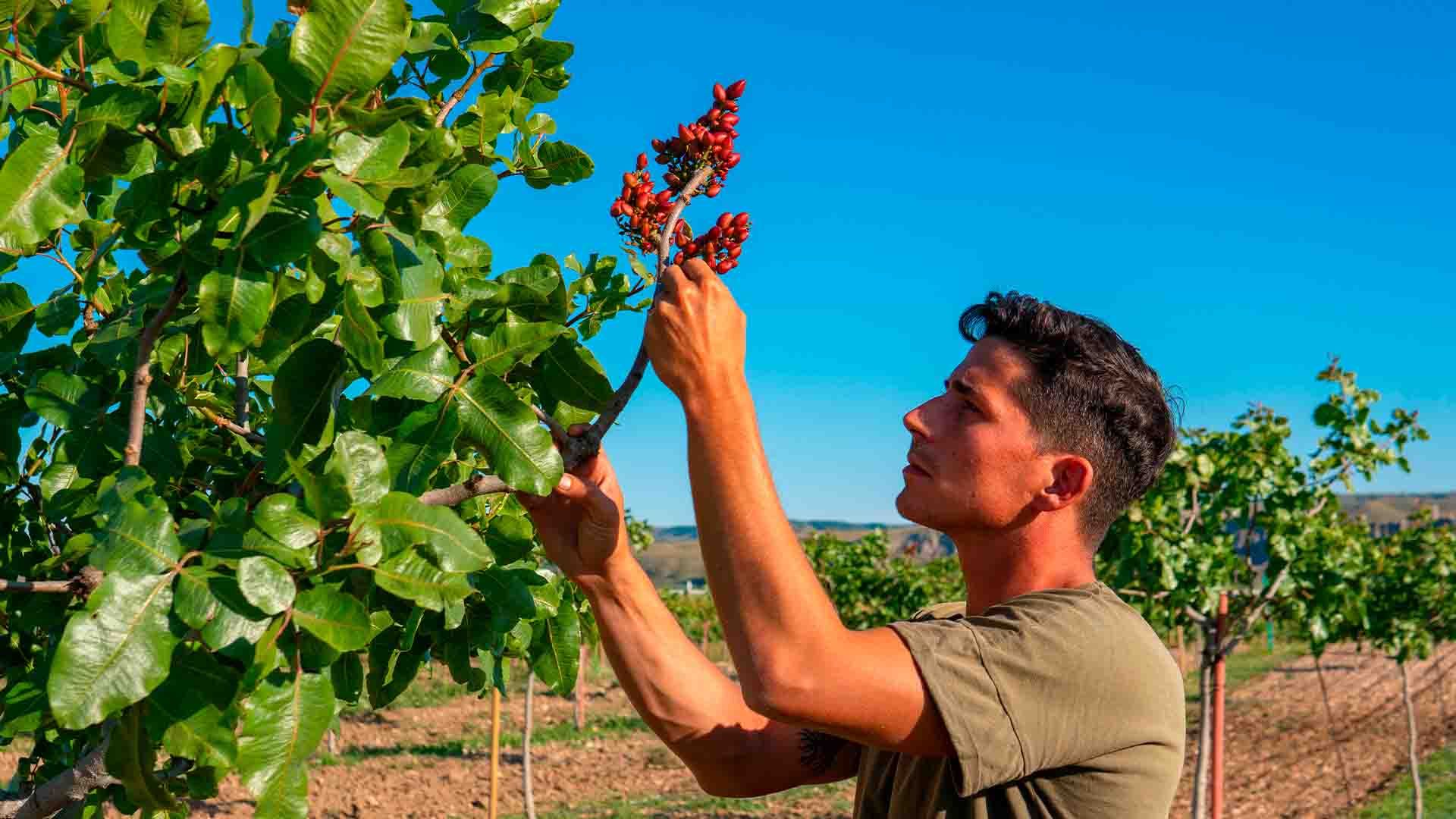 Un hombre corta una rama de un arbusto con bayas rojas en un jardín.