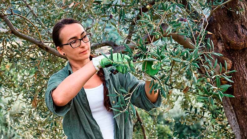 Mujer cortando ramas de un árbol con tijeras de podar.