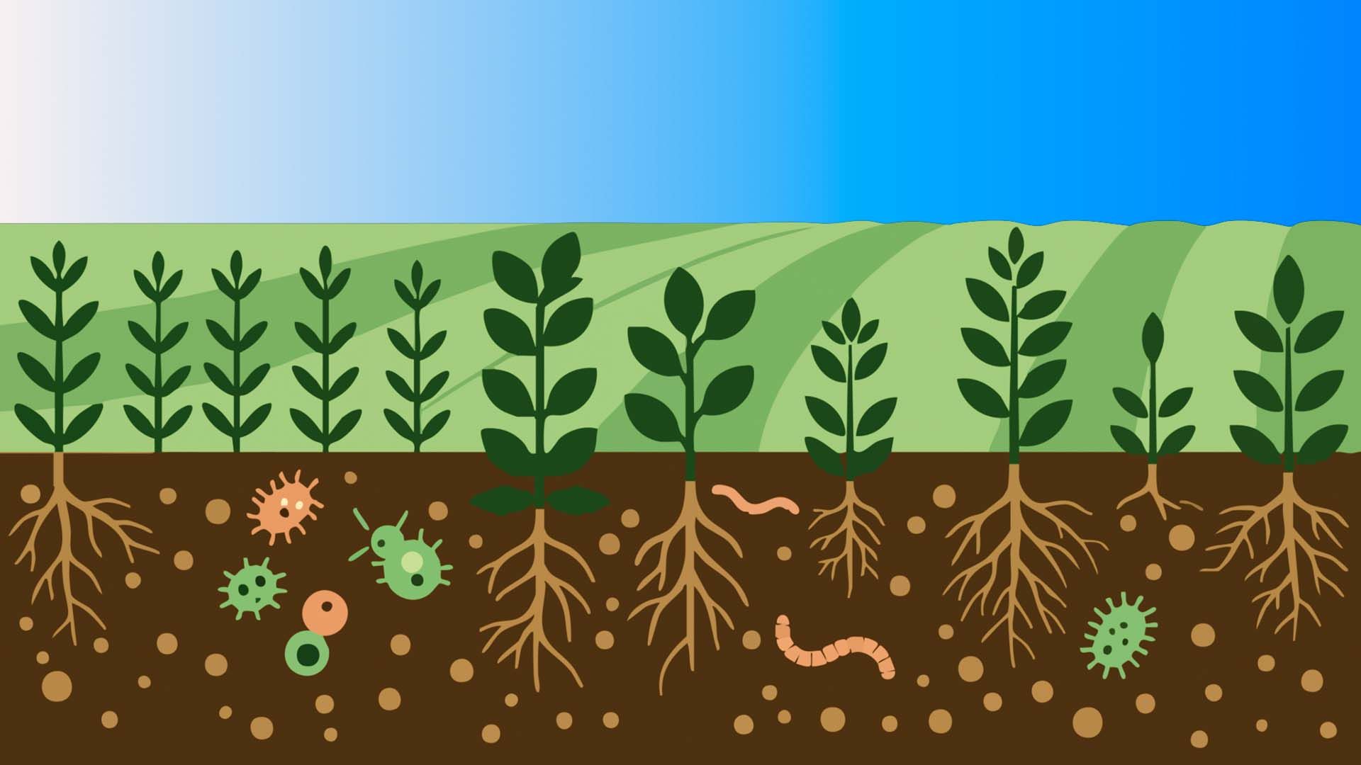 Agricultura Ecológica