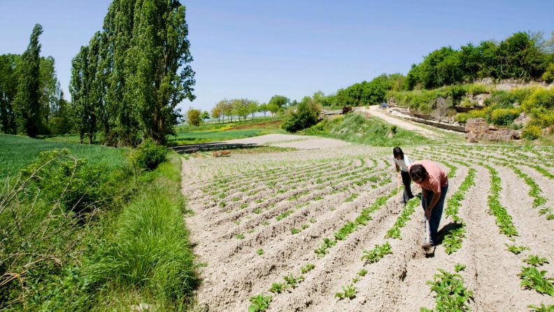 Imagen de archivo de una parcela de producción ecológica situada en Salcedo (Álava). EFE/David Aguilar