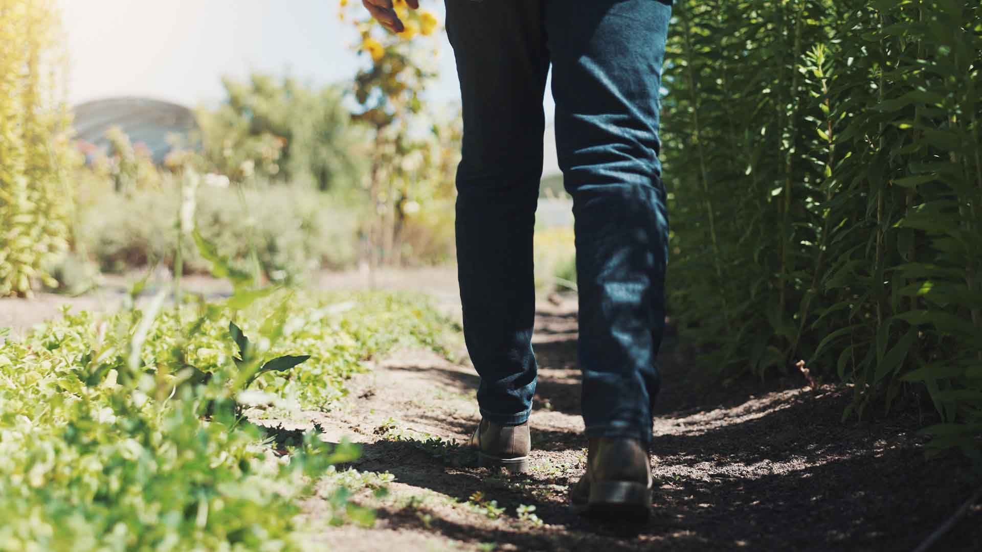 Agricultura ecológica en España.