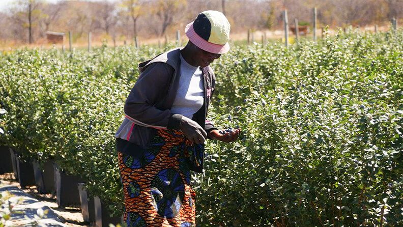 web-agricultura-zimbabue-efeagro1.jpg