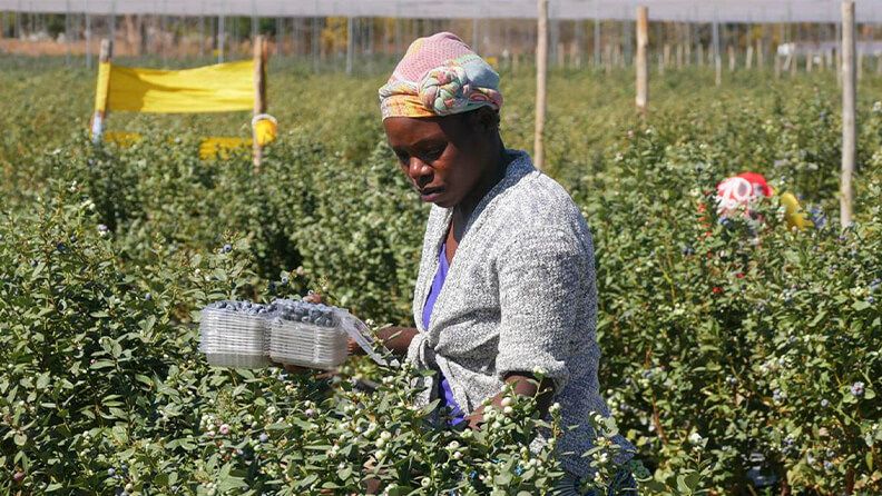 MARONDERA, 14/11/2024.- Zimbabue ha sorprendido a los mercados al convertirse en los últimos años en un líder mundial en la exportación de arándanos, el nuevo "oro azul" del país sudafricano.