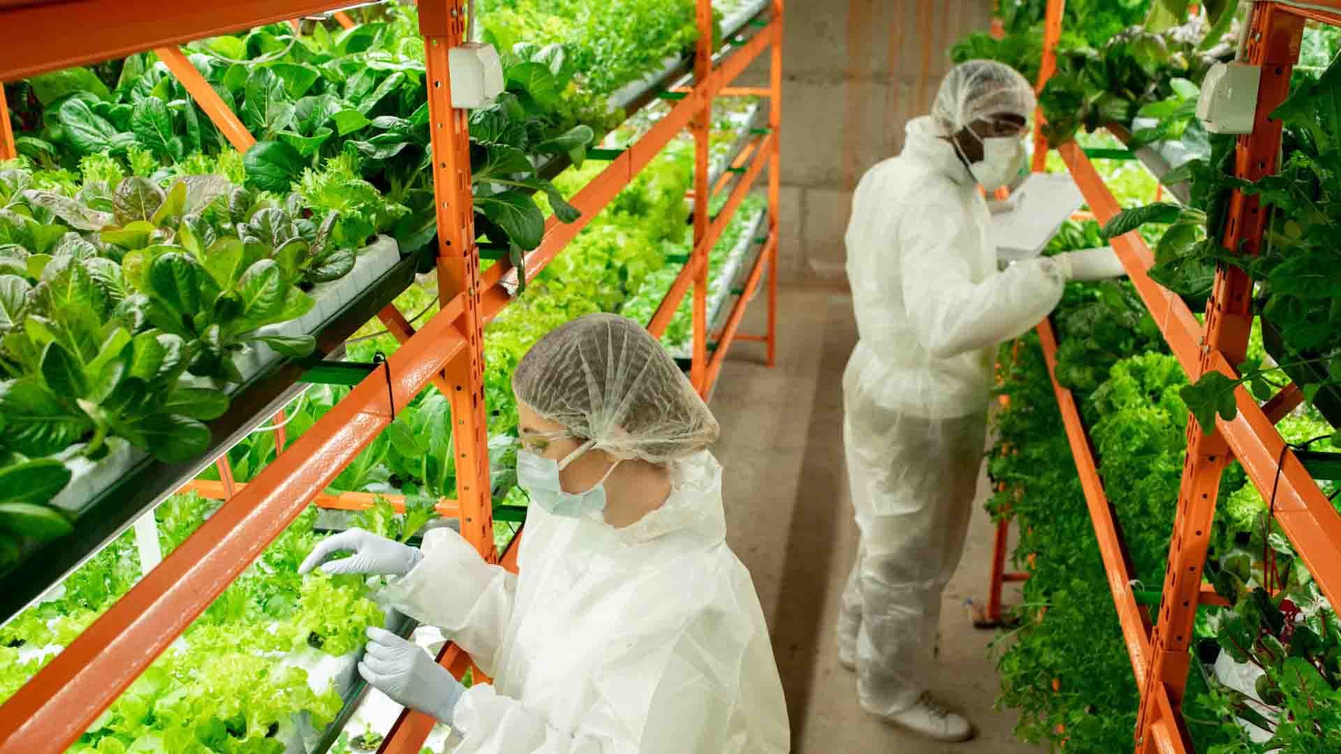 Trabajadores en trajes blancos cuidan las plantas en una granja vertical.