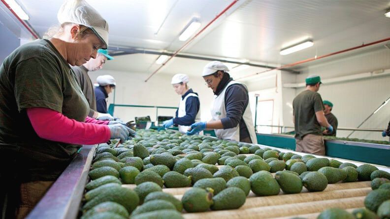 Planta de procesamiento de aguacate para la exportación en Málaga. Efeagro/Enrique Hidalgo