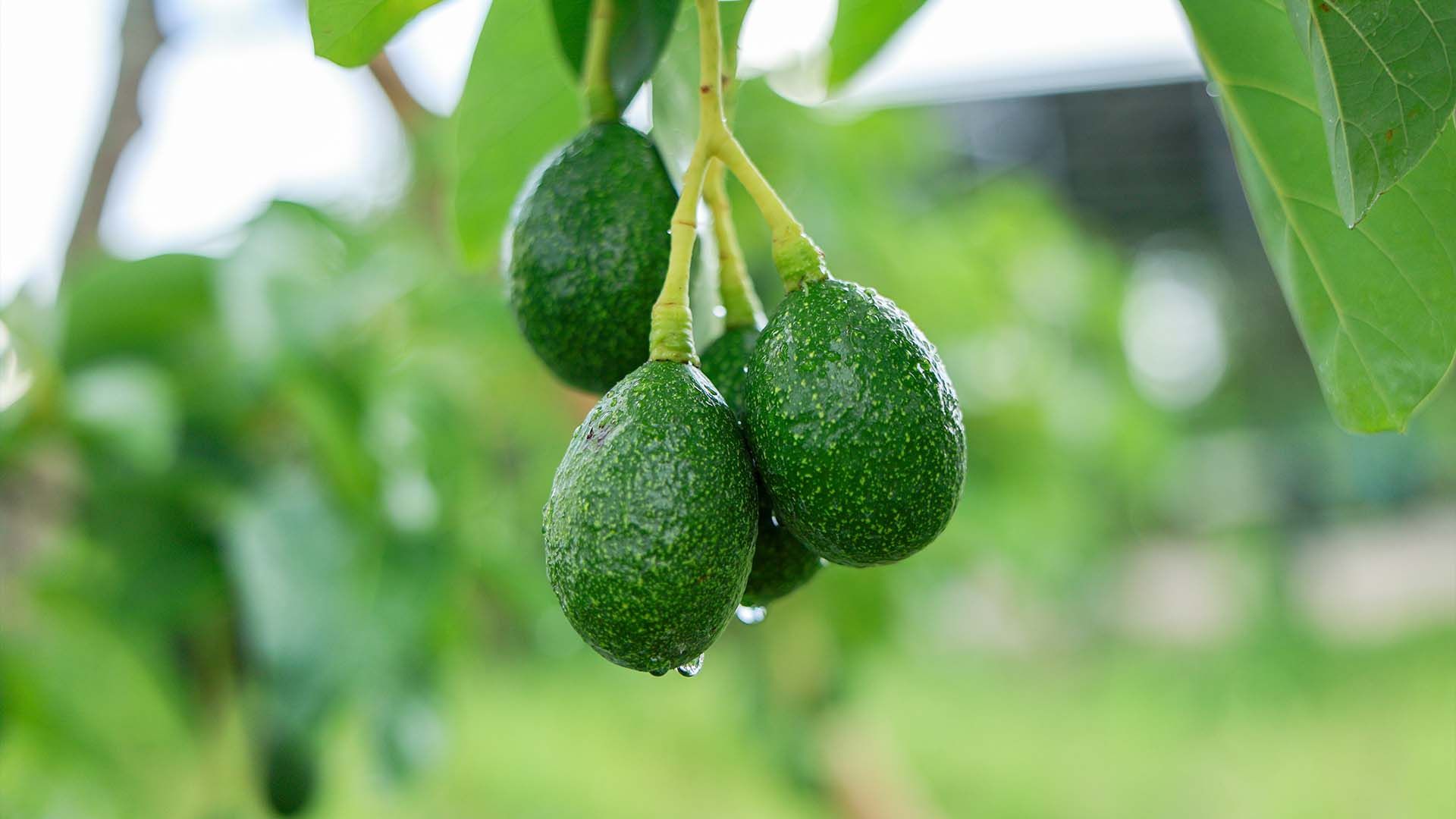 Aguacates verdes frescos con gotas de rocío cuelgan de una rama.