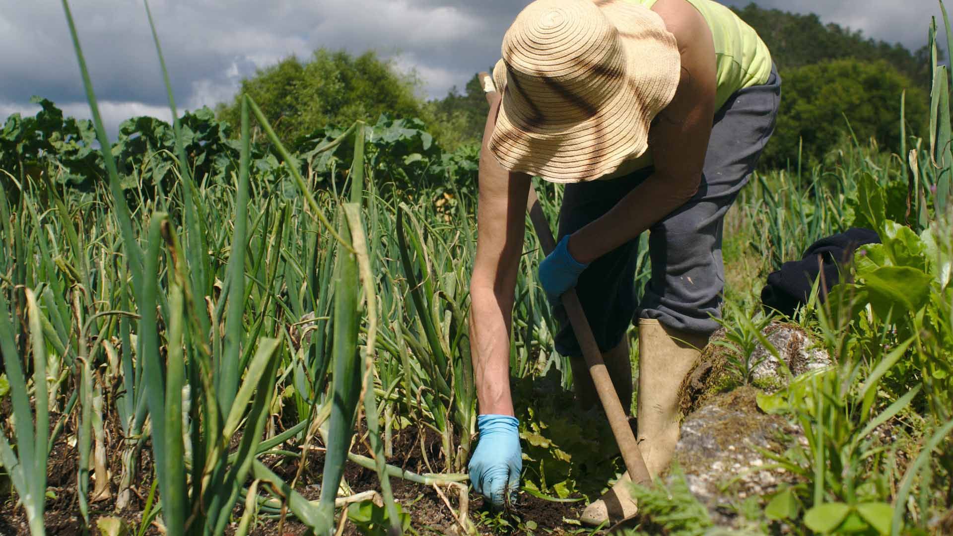 Cultivo de ajo en España.