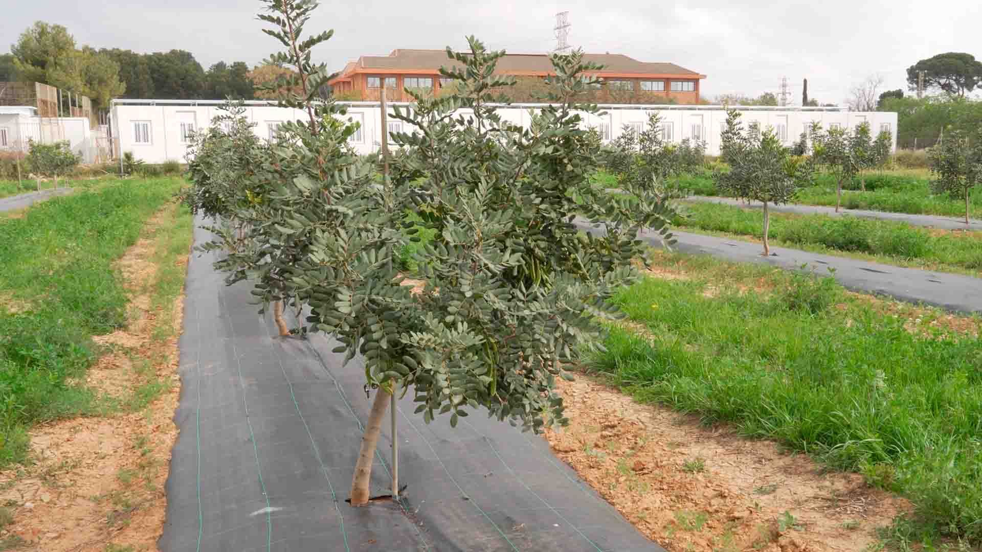 Cultivo de Algarrobo en el Centro de Experiencias Cajamar.