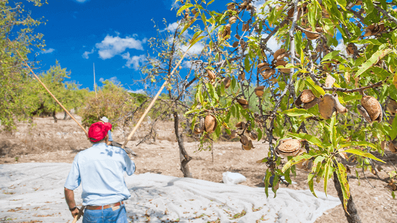 Un agricultor varea un almendro