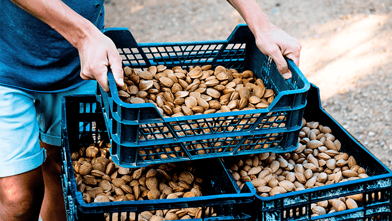 El almendro es uno de los cultivos que más ha crecido en la última década.