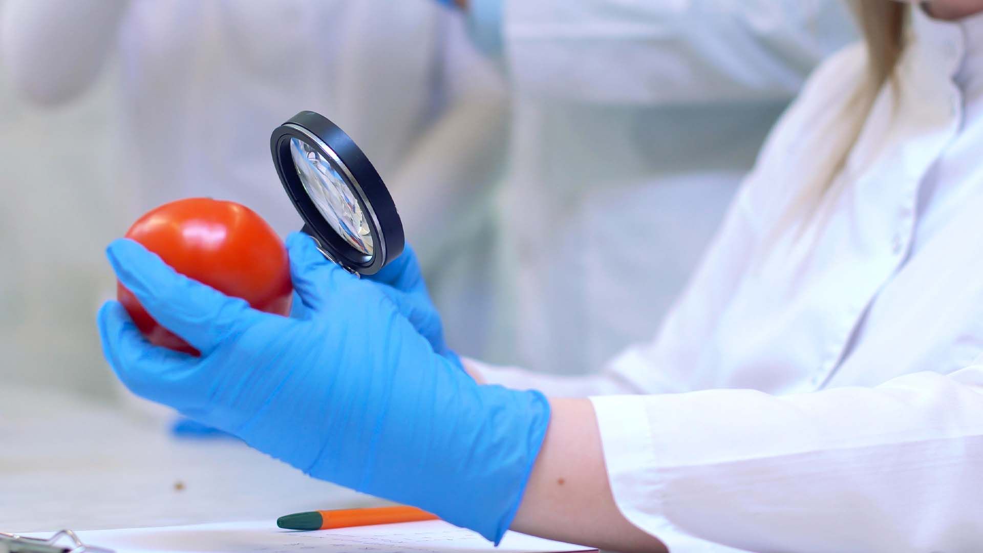 Análisis de tomate en laboratorio.